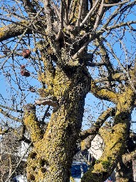 Phellinus pomaceus