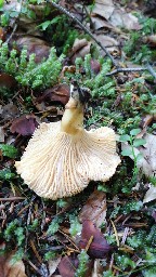 Cantharellus cibarius