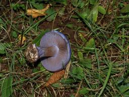 Cortinarius moenne-loccozii
