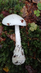 Amanita virosa