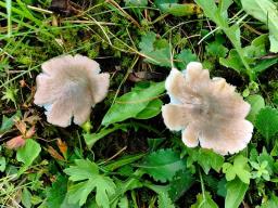 Pseudoporpoloma pes-caprae