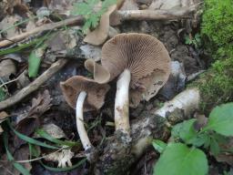 Psathyrella variata