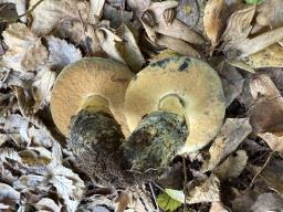 Gyroporus cyanescens