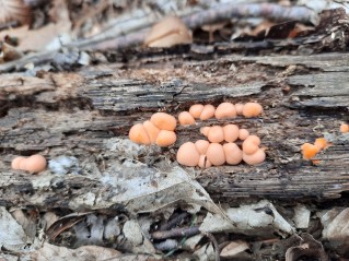 Lycogala epidendrum