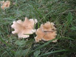 Clitocybe costata