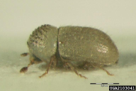 Cryphalus piceae