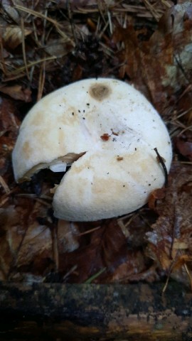 Lactifluus vellereus