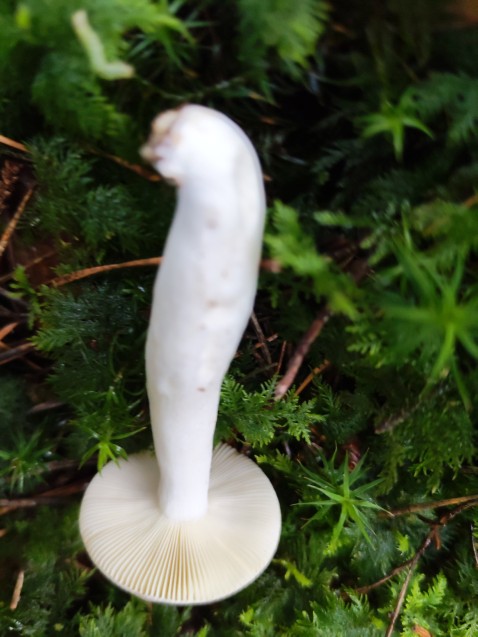 Russula caerulea