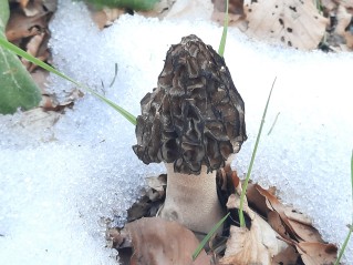 Morchella deliciosa