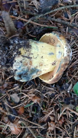 Cyanoboletus pulverulentus