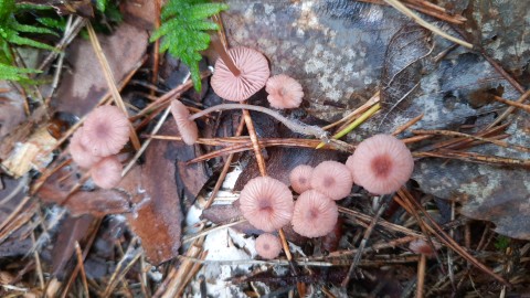 Mycena rosella