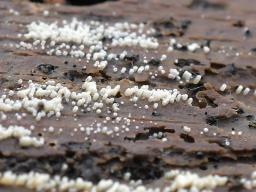 Henningsomyces candidus