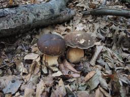 Boletus aereus