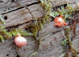 Lycogala epidendrum