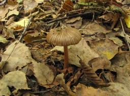 Inocybe asterospora