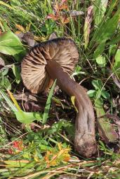 Hygrocybe ovina