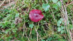 Cortinarius sanguineus