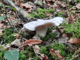 Tricholoma columbetta