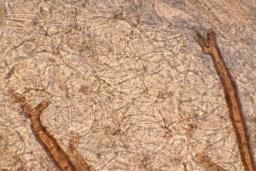 Scutellinia scutellata