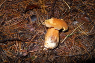 Suillus variegatus