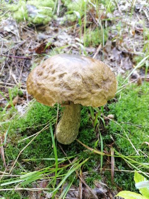 Leccinellum pseudoscabrum