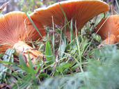 Lactarius deterrimus