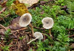 Spodocybe trulliformis