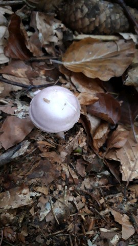 Mycena rosea