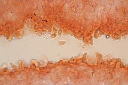 Mycena stylobates