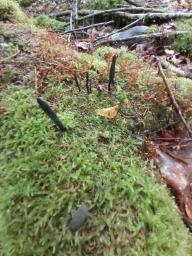 Xylaria longipes