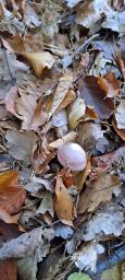 Mycena rosea