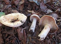 Lactarius pallidus