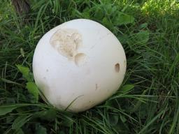 Calvatia gigantea