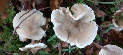 Tricholoma saponaceum