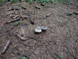 Russula albonigra