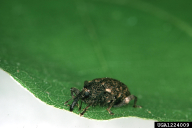 Curculio elephas