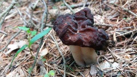 Gyromitra esculenta