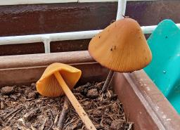 Conocybe aurea