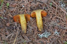 Cortinarius malicorius