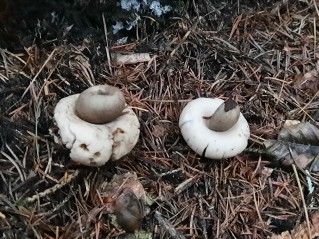 Geastrum fimbriatum