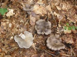 Lactarius circellatus