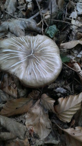 Megacollybia platyphylla