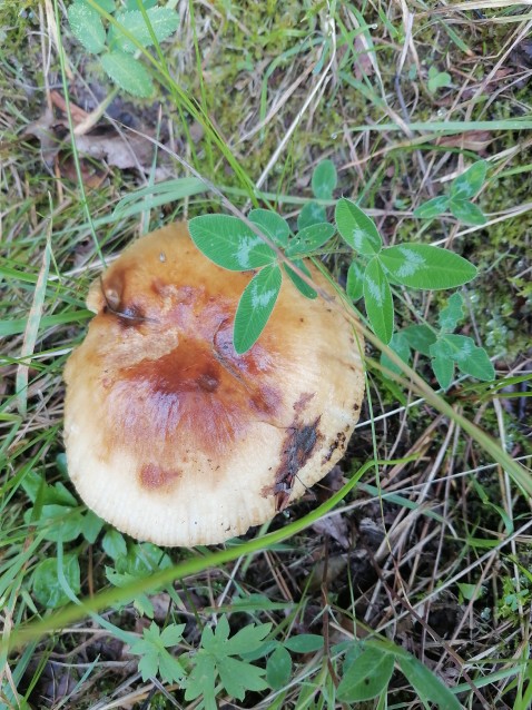 Russula foetens