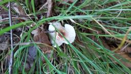 Lepiota cristata