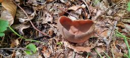 Phylloscypha phyllogena