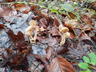 Helvella elastica