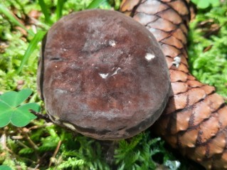 Lactarius picinus