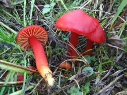 Hygrocybe coccinea