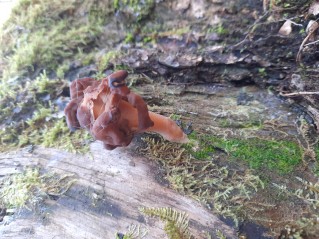 Gyromitra infula