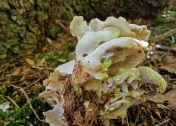 Oligoporus obductus